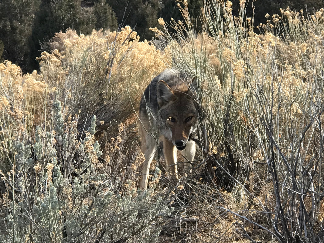 Coyote peeking through sagebrush
